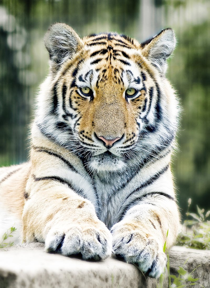 Tiger in the wild